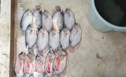 Ikan Gurame segar di wadah
